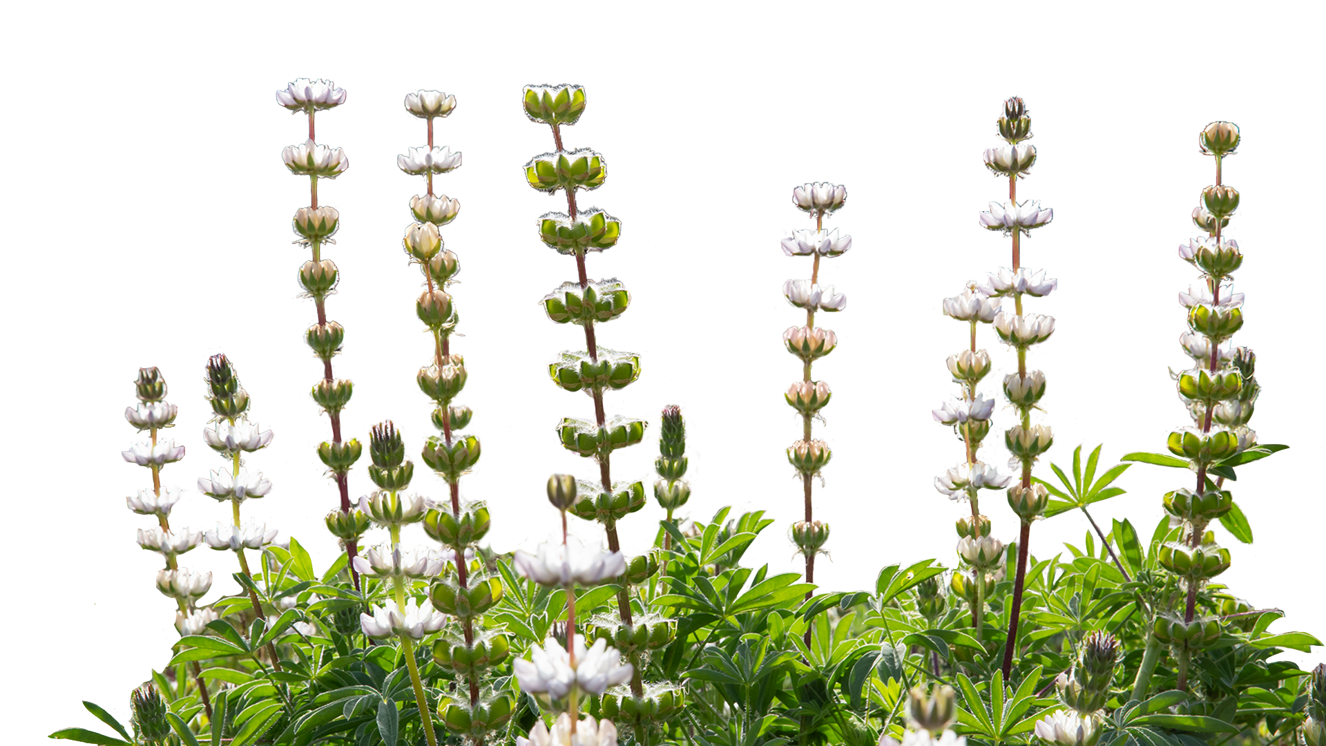 Flowers foreground