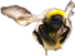 Bumblebee1