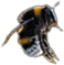 Bumblebee2