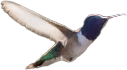 Hummingbird